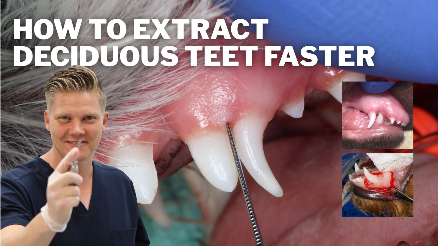 How to extract deciduous canines in dogs safely