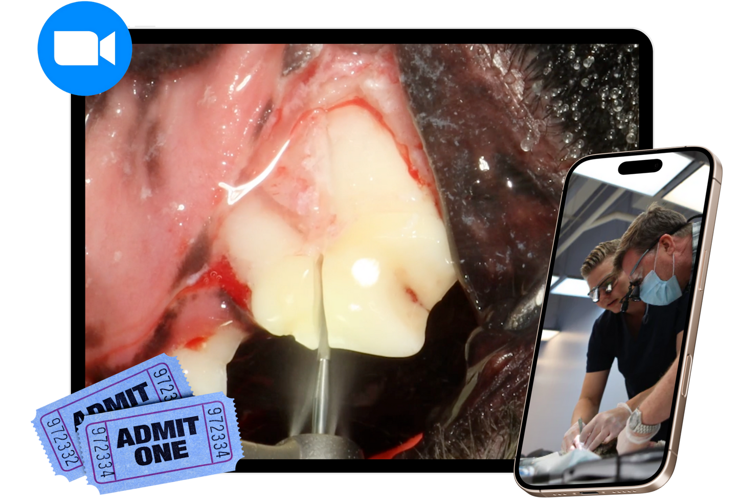 How to extract 108/208 in dogs and cats