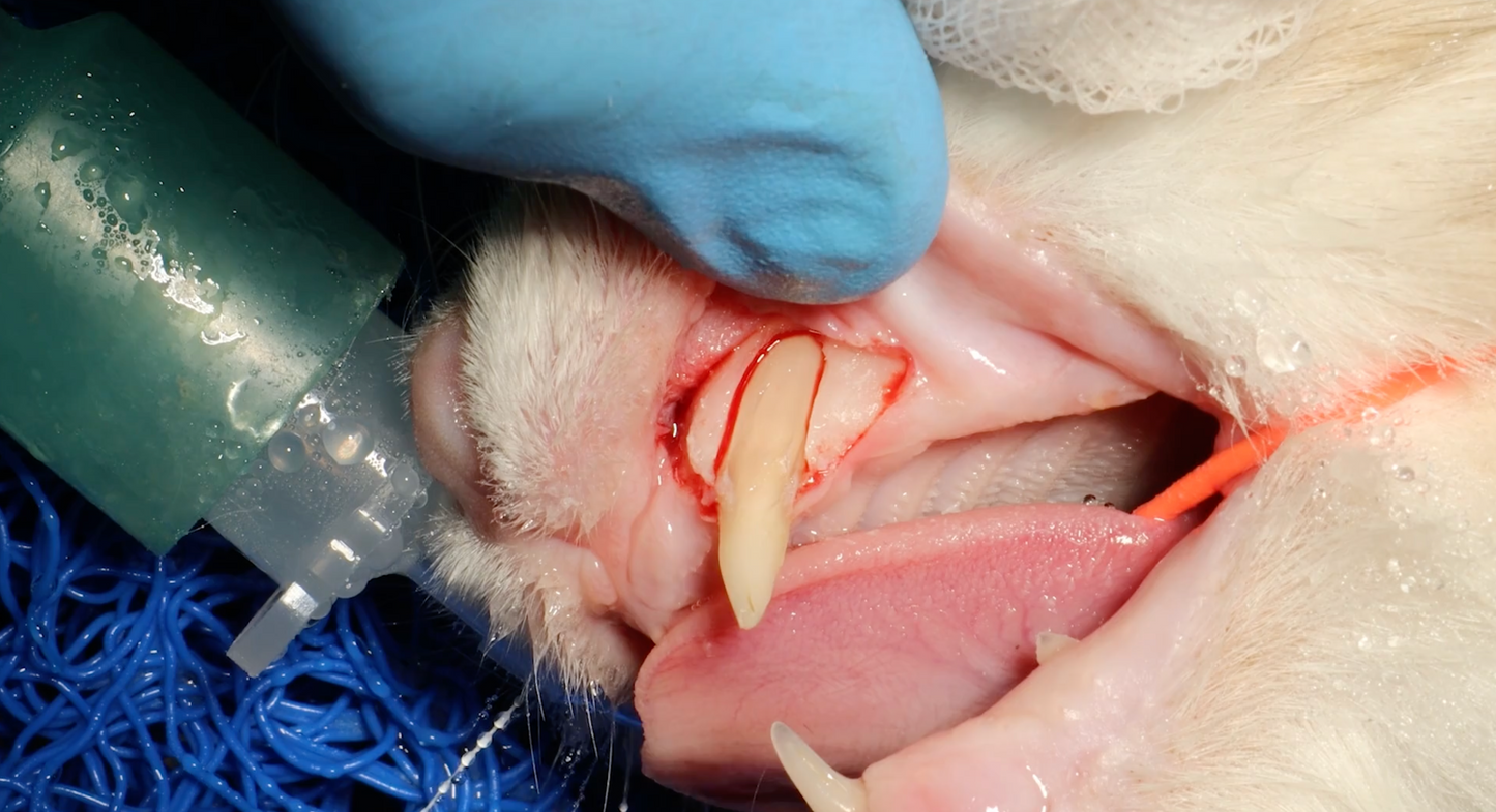 Maxillary Canine 204 in a cat